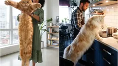 Giants Among Pets: The Largest Cat Breeds You Can Keep at Home and Their Traits