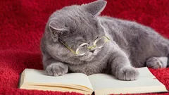 3 Ways to Tell if Your Cat Is Smart